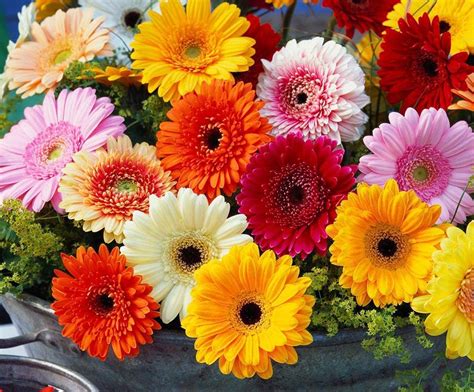 ZABBUS Gerbera Mixed Colour Flower Seeds Hybrid F1 Seeds for Home ...