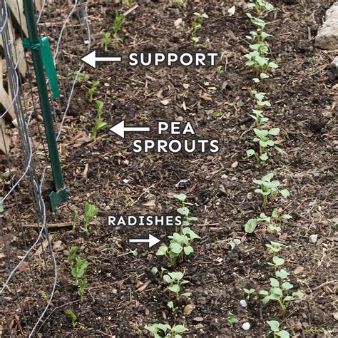 Sugar Snap Peas: How to Plant and Grow - SproutedGarden.com