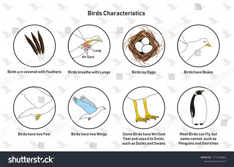 Unique Characteristics Of Birds That Make Them Extraordinary