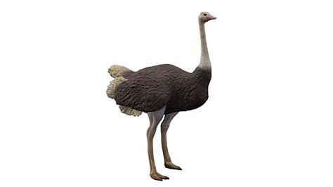 3D Model: Birds - Ostrich (teacher made) - Twinkl