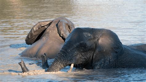 WILDwatch - sighting - elephant - elephants swimming | Luxury African ...
