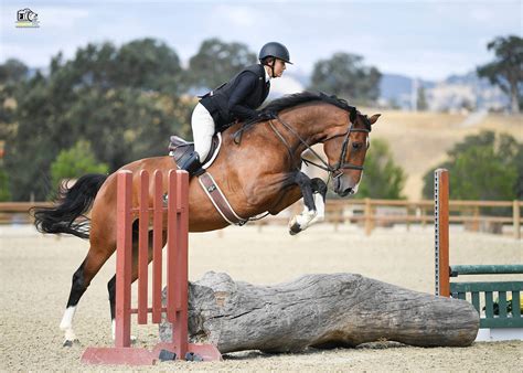 2026 Paso Park Horse Show Information - Paso Robles Horse Park