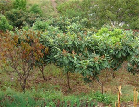 枇杷树适合种在院子里吗-种植技术-中国花木网