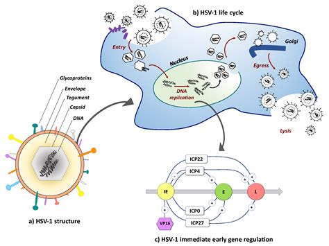 Herpes Simplex Virus Vectors for Gene Transfer to the Central Nervous ...