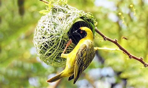 Sparrow weavers build strikingly unique nests - Earth.com