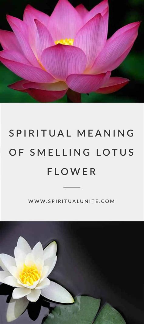 Spiritual Meaning of Smelling Lotus Flower: Unlocking the Mystical