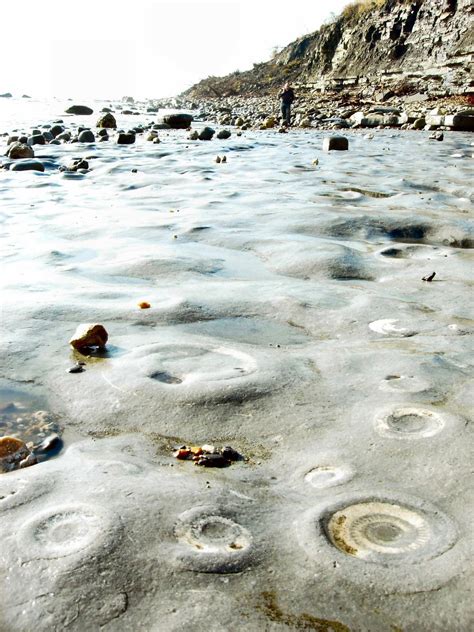 Fossil pavement Lyme Regis | Dorset holiday, Jurassic coast, Fossil hunting
