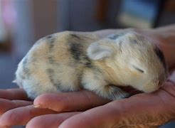 Image result for baby holland lop bunnies care