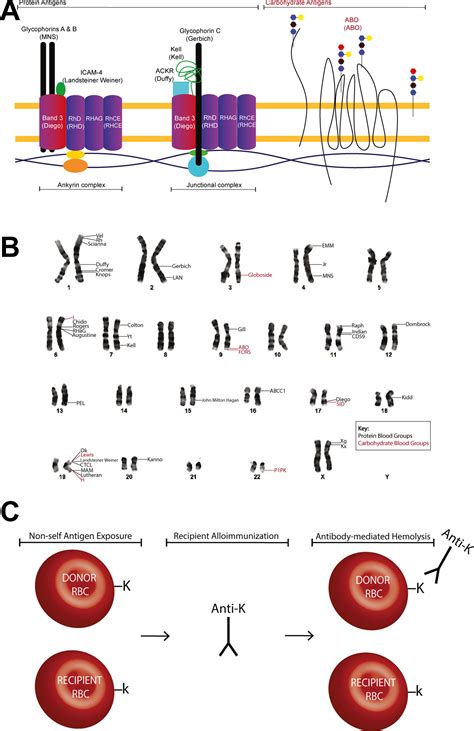 Red Blood Cell Antigen Phenotyping And Genotyping at Valerie Clarke blog
