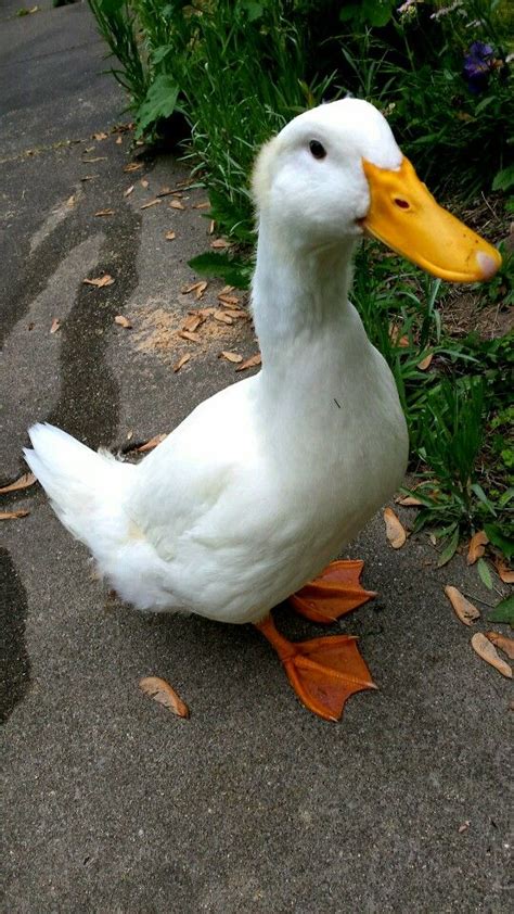 Image result for Duck Number Code in Python Using Count