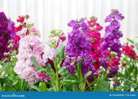 Matthiola Incana Stock Image | CartoonDealer.com #81038641