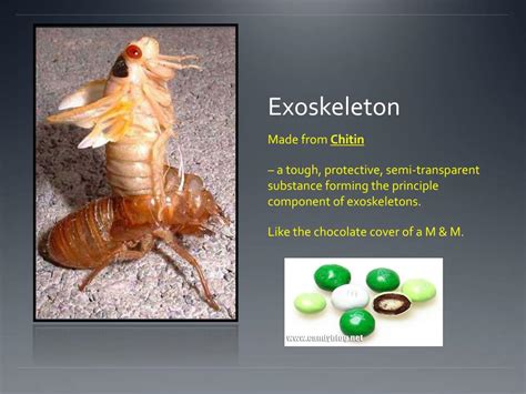 Insect Order Classification Chart 的图像结果