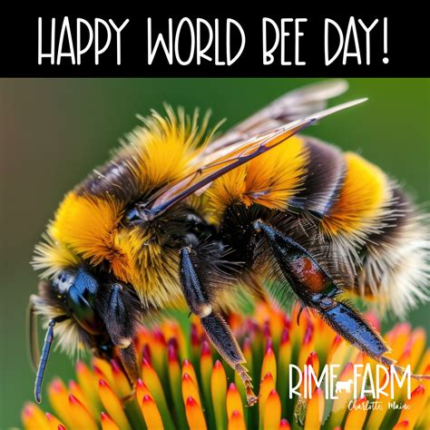 It's World Bee Day! - Rime Farm: Organic Farming in Downeast Maine's ...