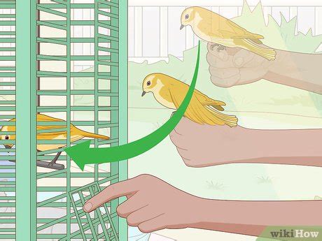 Image result for Bird Training Discrimination Task