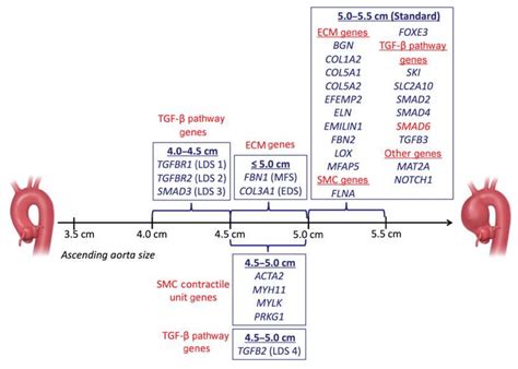 The Genetics of Thoracic Aortic Aneurysms and Dissection: A Clinical ...