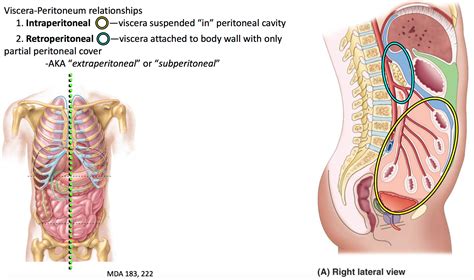 Intraperitoneal Extraperitoneal And Retroperitoneal A Novel