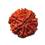 7 Mukhi Rudraksha Bead for Prosperity & Health | Brahmatells ...