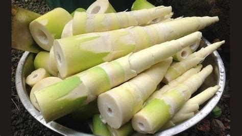 manfaat rebung bambu kuning