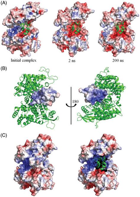 Image result for PyMOL Electrostatic Potential