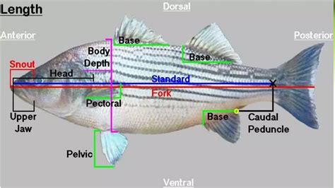 Image result for How to Basic Fish