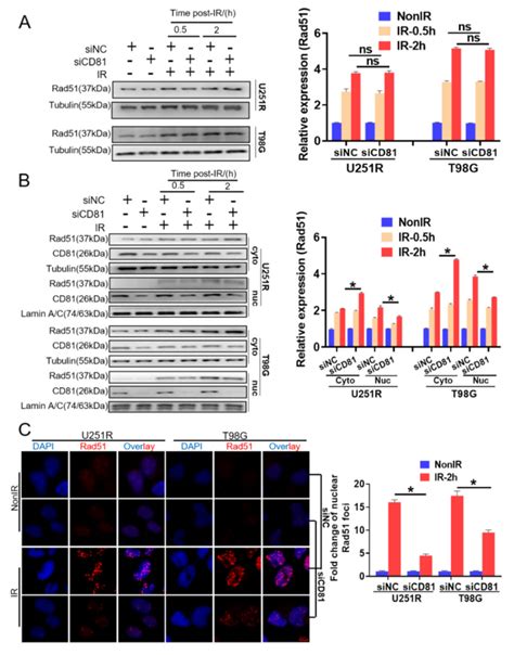 CD81 Enhances Radioresistance of Glioblastoma by Promoting Nuclear ...