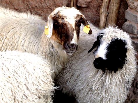 滩羊拍卖会 一只特级种公羊竟拍出2.6万元高价_三农频道_央视网(cctv.com)
