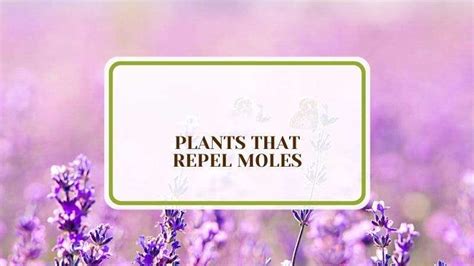 Repel Moles 的图像结果