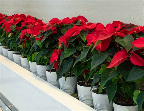 How to Care for Your Christmas Plants - Blomidon Nurseries