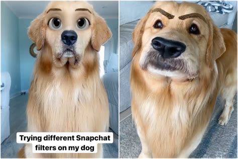 How Do You Get The Dog Filters On Snapchat