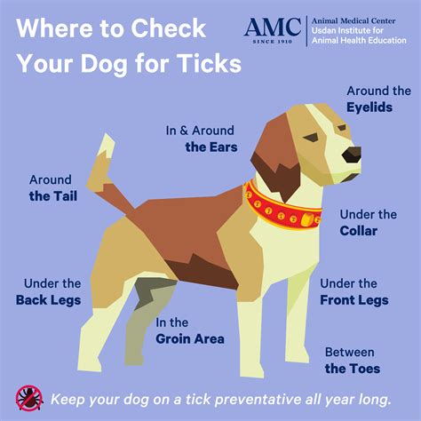 Lyme Disease in Pets - The Animal Medical Center