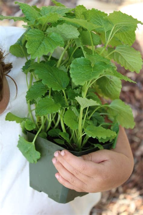 How to Grow Lemon Balm
