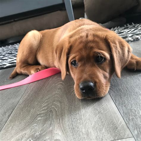 Emma the fox red Labrador | Red labrador, Labrador retriever puppies ...