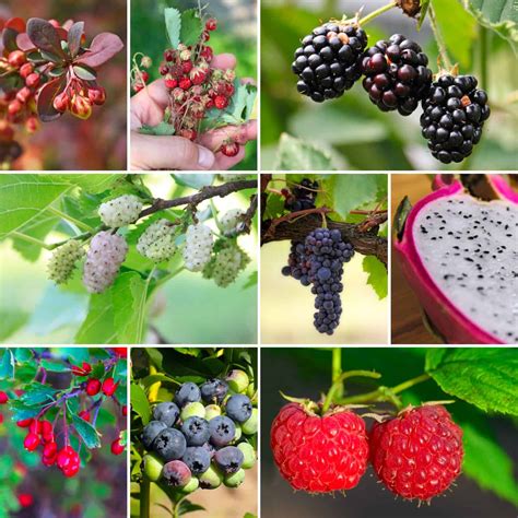 60 Wild Berries That Are Safe to Eat