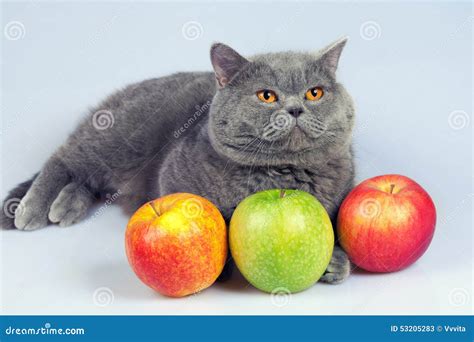 Cat With Apple