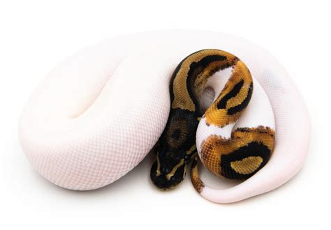 Image result for Python Regius Repas