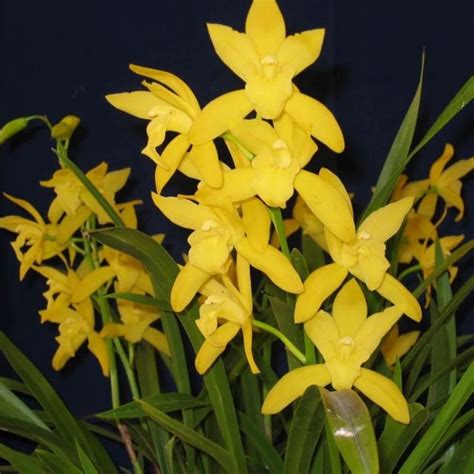 Cymbidium Golden Elf ‘Stardust’ (Dwarf Yellow Cymbidium Orchid ...