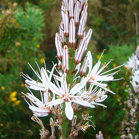 VARA DE SAN JOSE – Vivero El Encanto