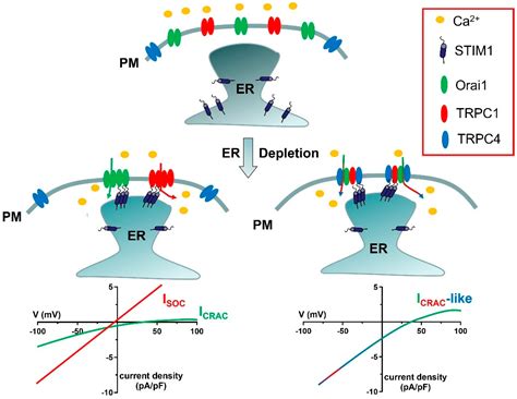The Molecular Heterogeneity of Store-Operated Ca2+ Entry in Vascular ...