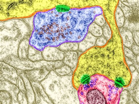 Image result for Science Org