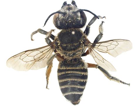 Megachilidae