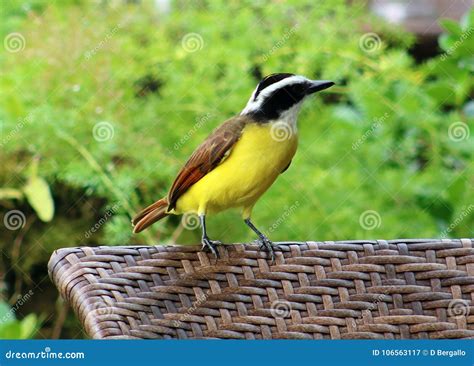 Great Kiskadee Yellow Costa Rican Bird Stock Image - Image of perch, ornithology: 106563117