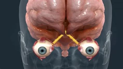 Image result for Human Eye Vision