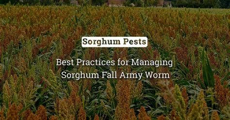 Sorghum Shoot Fly: An Integrated Pest Management Guide | BigHaat