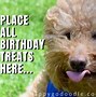 Image result for Bunny Birthday MEME Funny