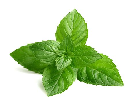 [400+] Green Leaves Wallpapers | Wallpapers.com
