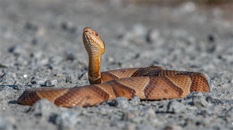KY home to 33 kinds of snakes; which ones are venomous?