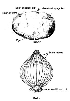 Modification of Root, Stem and Leaf - Morphology of Plants, Class 11 ...