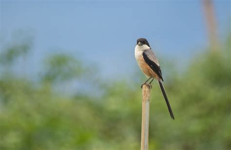 Long-tailed Shrike (nasutus Group) - eBird