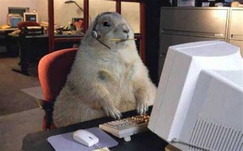 Image result for Funny Animal Using Computer