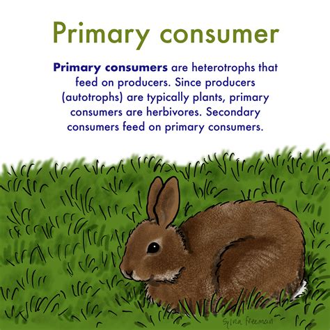 What Are Consumer Goods Definition And Examples